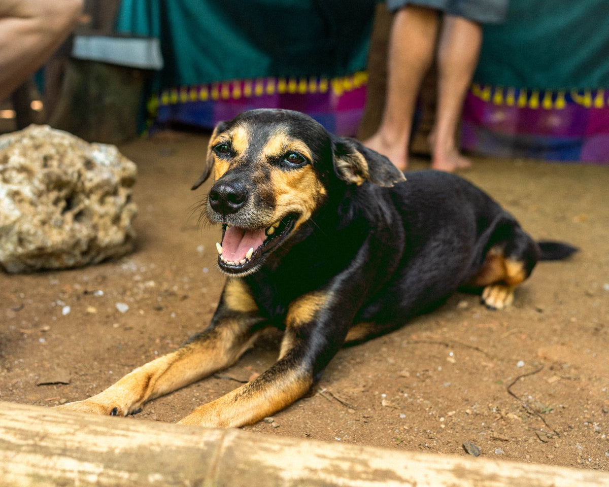 Coco's Healing Fund
