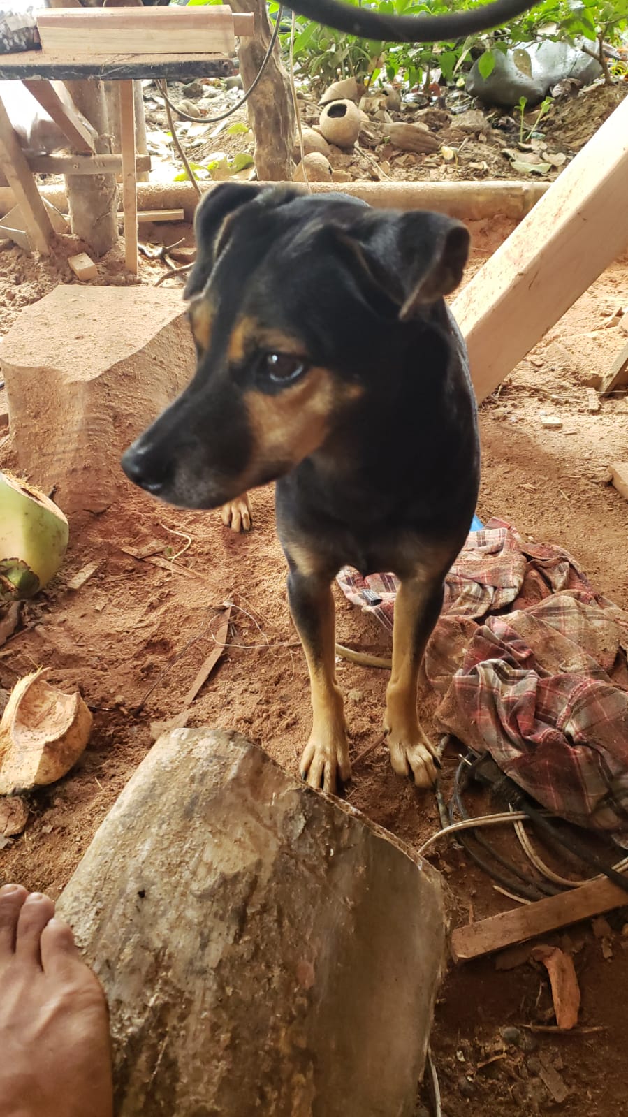 Coco's Healing Fund